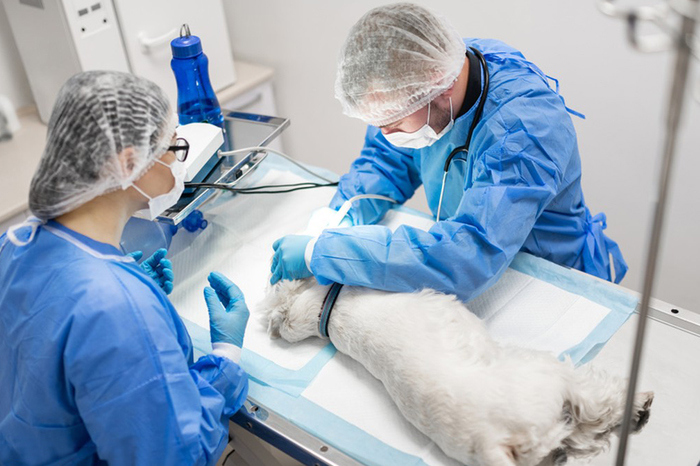 What is a Dog Endoscopy, and Why is it Important?