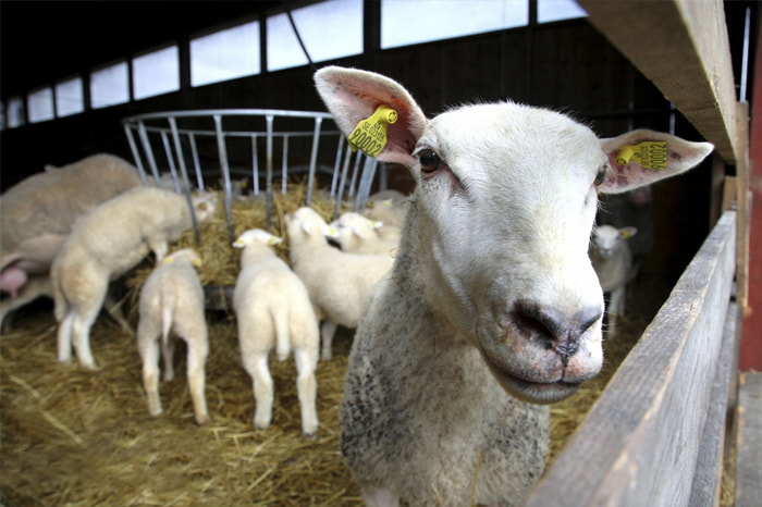 Vaginoscopy in Ewes Utilizing a Laparoscopic Surgical Port Device