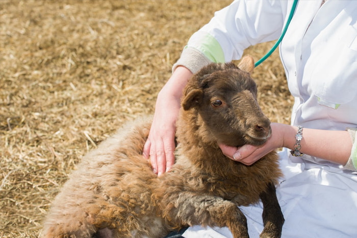 Vaginoscopy in Ewes Utilizing a Laparoscopic Surgical Port Device