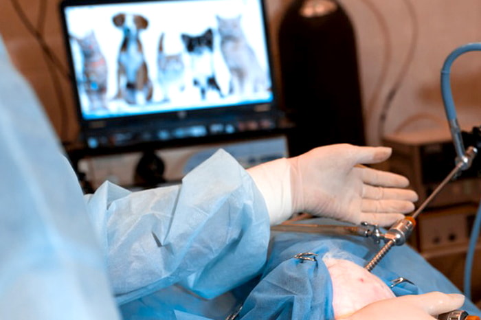 The Benefits of Endoscopies for Pets