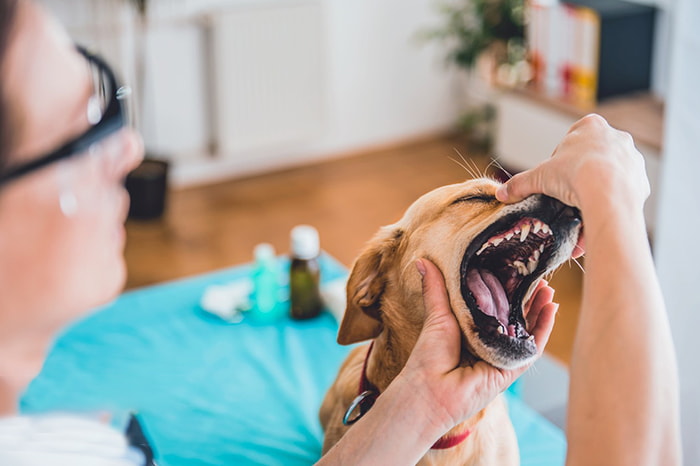 Pet dental care